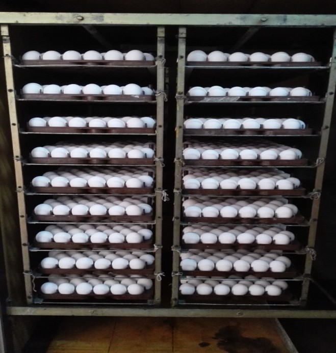 SPF in egg incubator