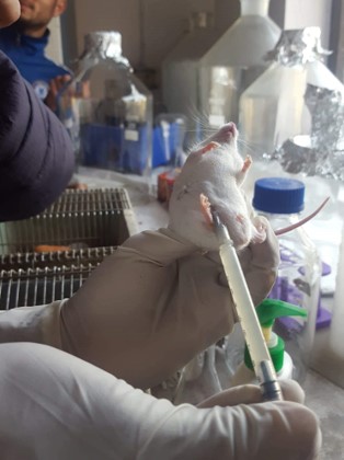 Mice Test